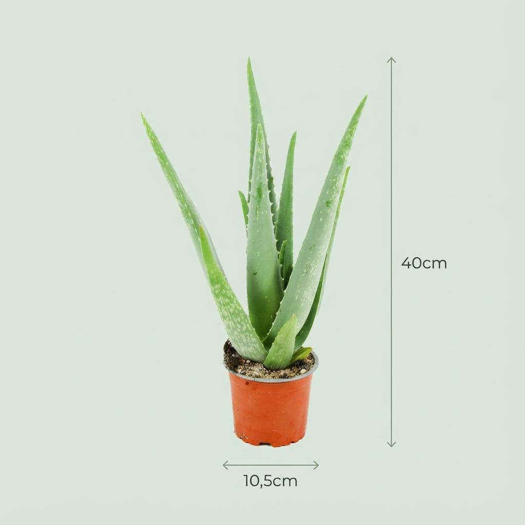 Aloe Vera – 2 Pflanzen – Ø10,5cm – Höhe 35-40cm – Pflegeleichte Sukkulente – Heilpflanze mit fleischigen Blättern – Ideal für Fensterbank & Wohnraum