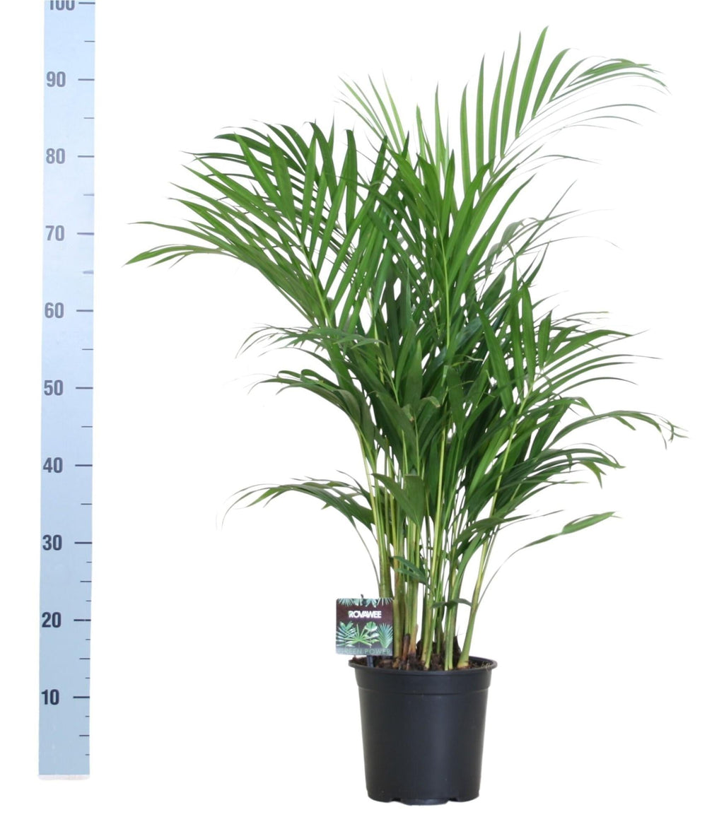 Goldfruchtpalme – Dypsis lutescens – Zimmerpflanze – Luftreinigende Bambuspalme – ca. 100–120 cm hoch – Ø19 cm Topf – Tropisches Raumgrün für Wohnung & Büro – Plant