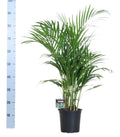 Goldfruchtpalme – Dypsis lutescens – Zimmerpflanze – Luftreinigende Bambuspalme – ca. 100–120 cm hoch – Ø19 cm Topf – Tropisches Raumgrün für Wohnung & Büro – Plant