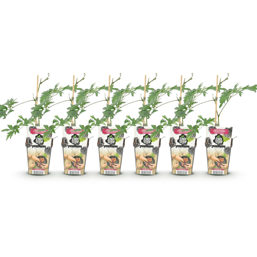 Immergrüne Brombeere Rubus Thornless Evergreen winterhart 6 Pflanzen Höhe 30cm Ø9cm – Dornenlose schwarze Brombeere für Garten Beet Balkon & Terrasse