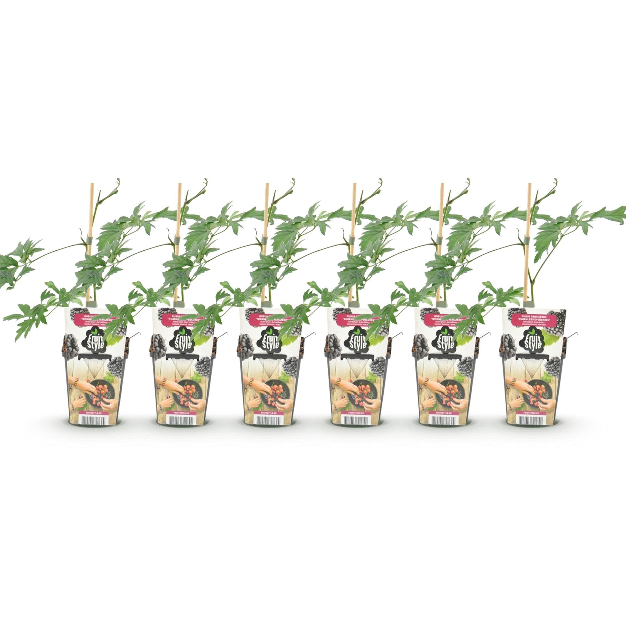 Immergrüne Brombeere Rubus Thornless Evergreen winterhart 6 Pflanzen Höhe 30cm Ø9cm – Dornenlose schwarze Brombeere für Garten Beet Balkon & Terrasse