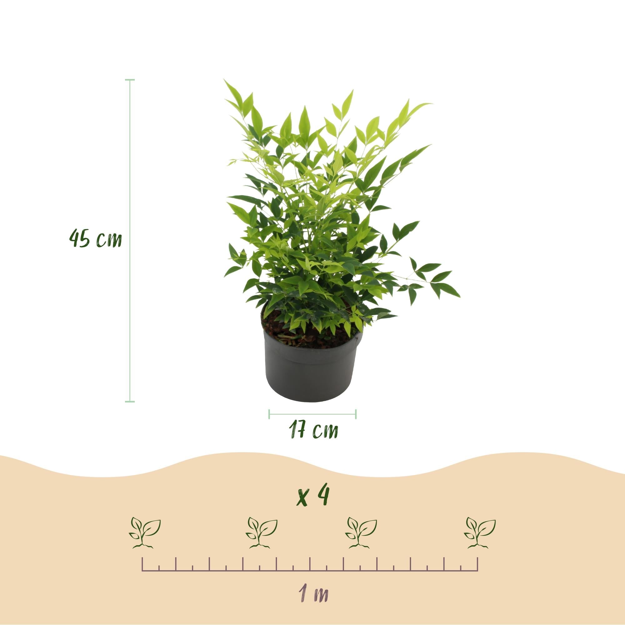 Heiliger Bambus Nandina Lemon & Lime – 17cm Höhe ca.45cm – Immergrün & farbintensiv – Gelbgrünes Laub – Pflegeleichter dekorativer Zierstrauch – Plant