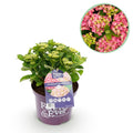 Hortensie Hydrangea macrophylla Forever & Ever Rosa – Balkonpflanze – 7-12 Blüten – Topf 23cm – Höhe 55cm – Langlebige Blüten – Plant