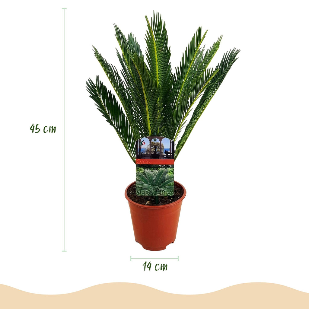 Cycas revoluta – Palmenfarn – 2 Pflanzen – 45cm – 14cm – Pflegeleichte Zimmerpflanze mit fiederartigen Blättern
