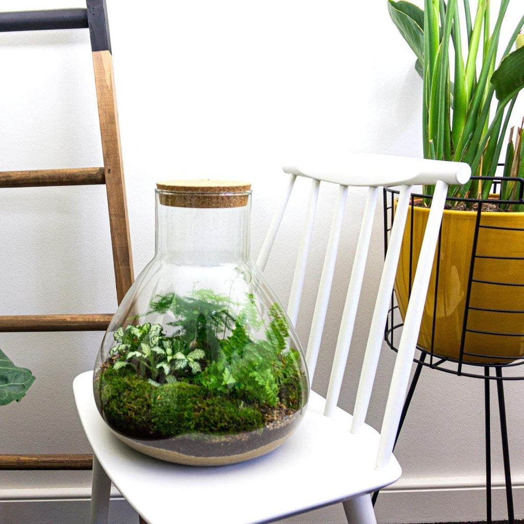Flaschengarten Sam XL – DIY Bausatz Terrarium – ↕35cm – Do – It – Yourself Pflanzen – Set mit Korkdeckel – Autarkes Mini – Ökosystem – Plant