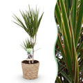 Dracaena Marginata – 70-80cm – 17cm inkl. Naturkorb – Pflegeleichter Drachenbaum – Grün mit roten Rändern – Plant