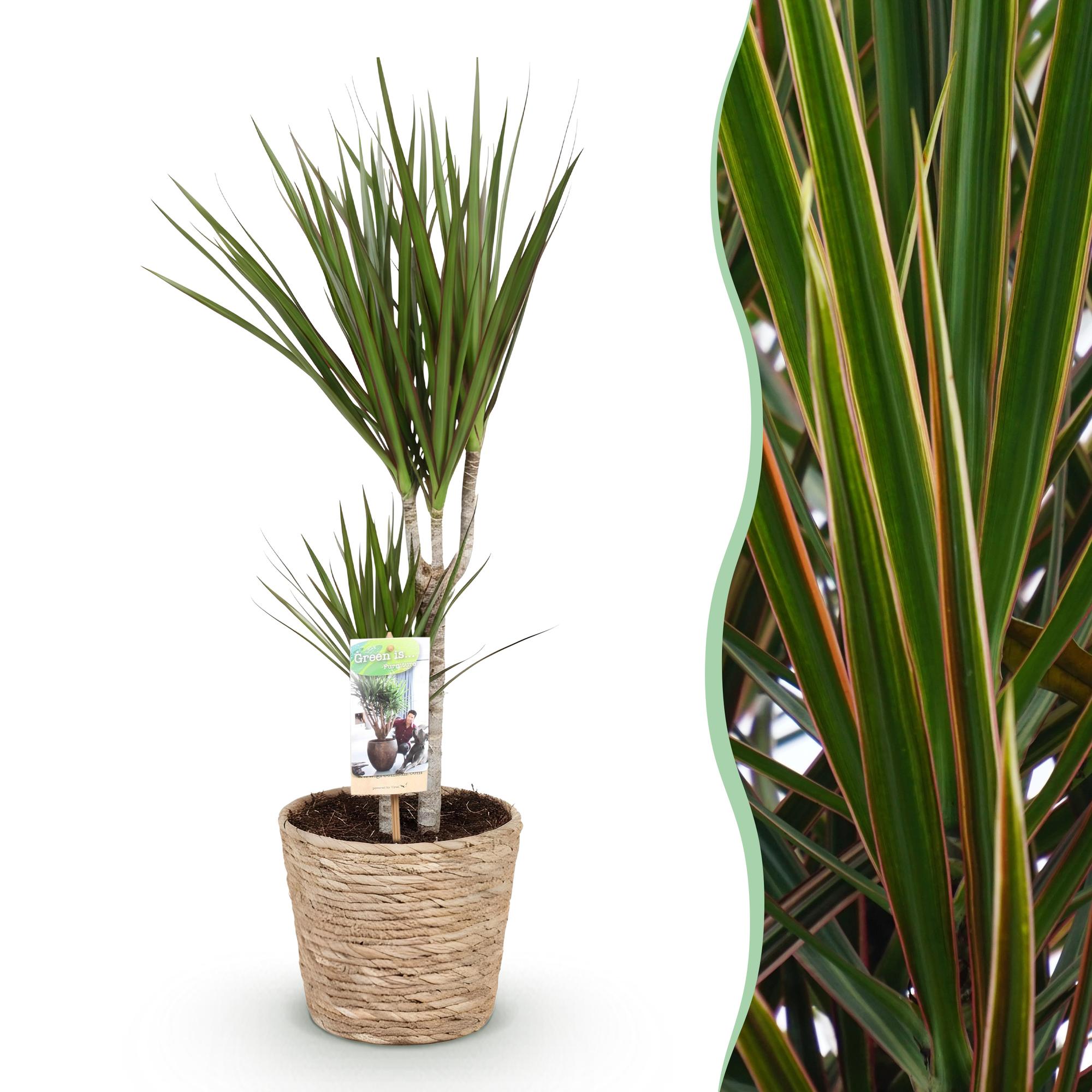 Dracaena Marginata – 70-80cm – 17cm inkl. Naturkorb – Pflegeleichter Drachenbaum – Grün mit roten Rändern – Plant