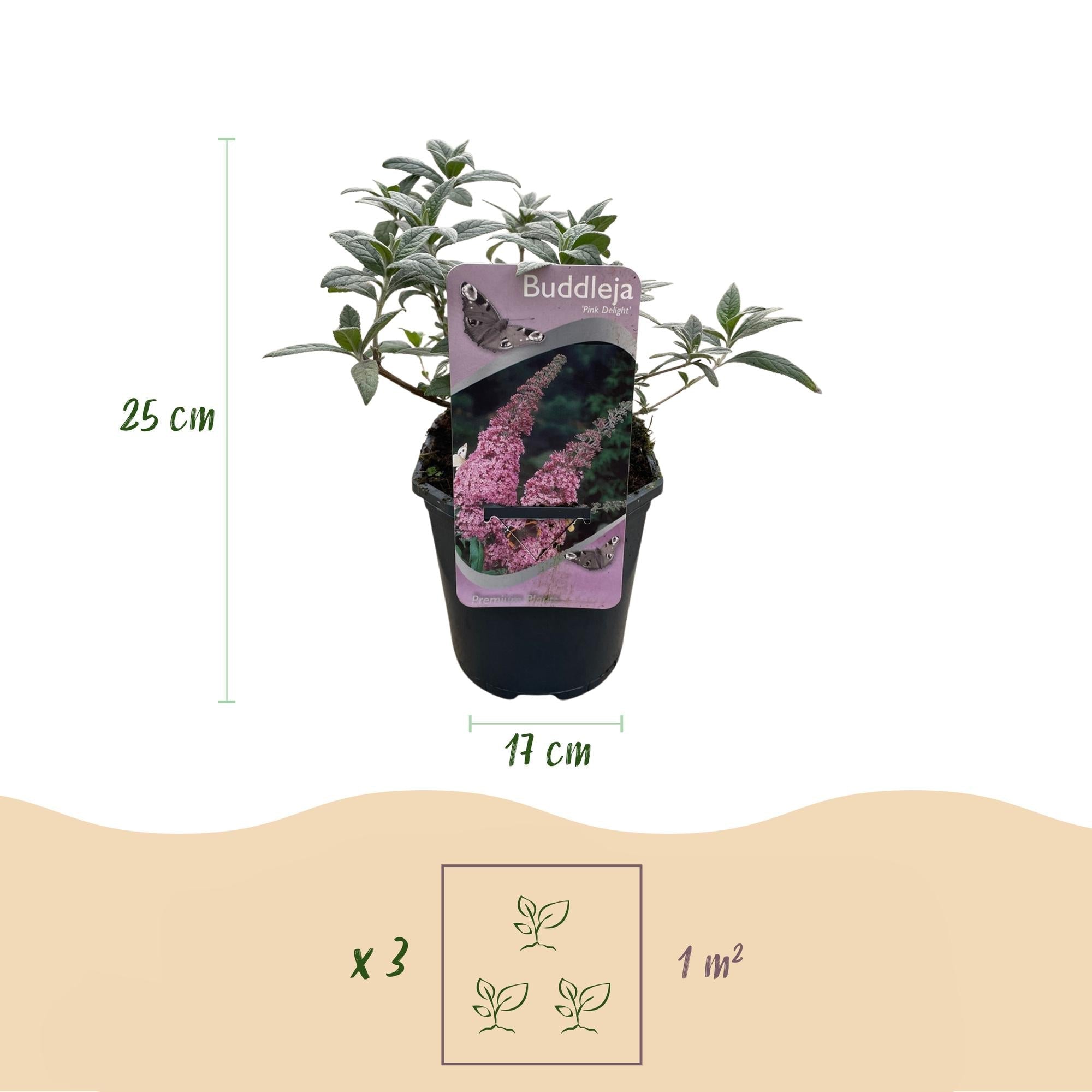 Schmetterlingsstrauch Buddleja davidii Pink Delight – Rosa Blüten – Schmetterlingsfreundlich – Laubabwerfend – 17cm x H25cm – Pflegeleicht – Plant
