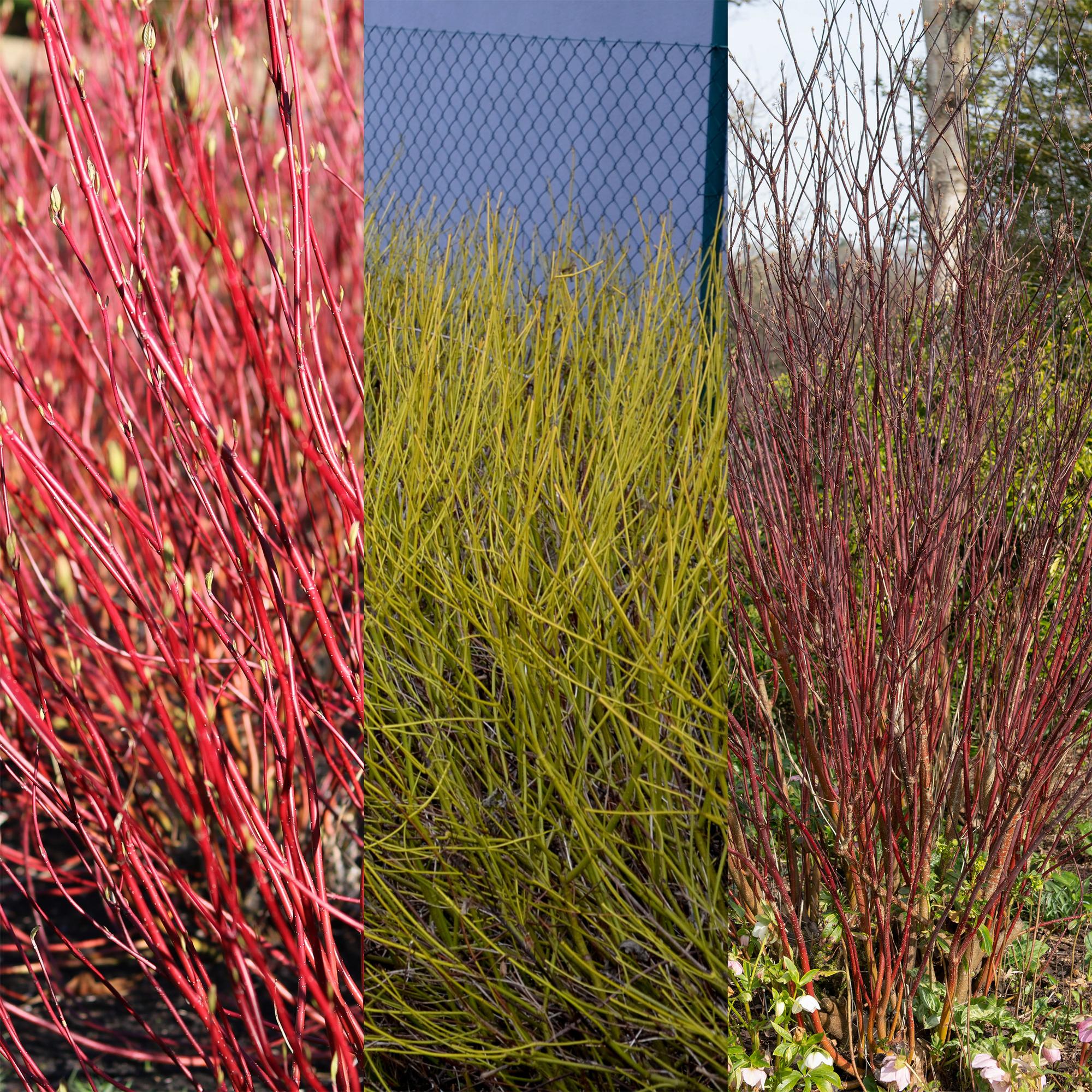 Cornus alba Sträucher 3 Pflanzen – Flaviramea, Kesselringii & Sibirica – Auffällige farbige Zweige in Gelb, Rot & Lila – 17cm – Höhe ca. 45cm – Plant