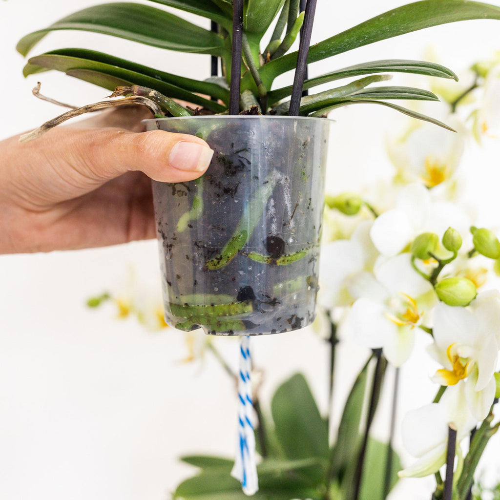 Weißes Pflanzenset im Baumwollkorb – 3 Orchideen Amabilis Ø9cm & 3 Grünpflanzen – Mit autarkem Wassertank & Dochtsystem – Pflegeleicht & dekorativ – Plant