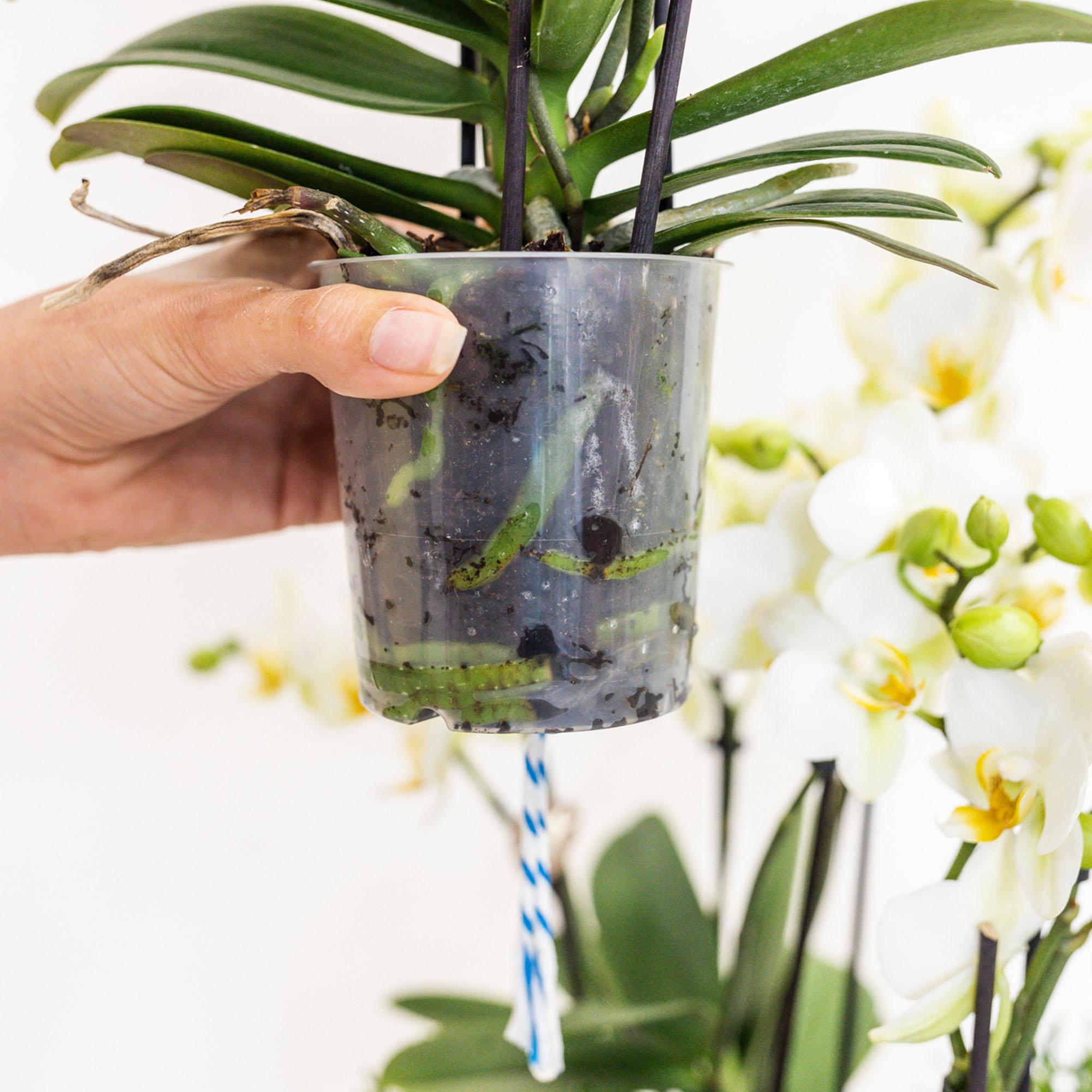 Weißes Pflanzenset im Baumwollkorb – 3 Orchideen Amabilis Ø9cm & 3 Grünpflanzen – Mit autarkem Wassertank & Dochtsystem – Pflegeleicht & dekorativ – Plant