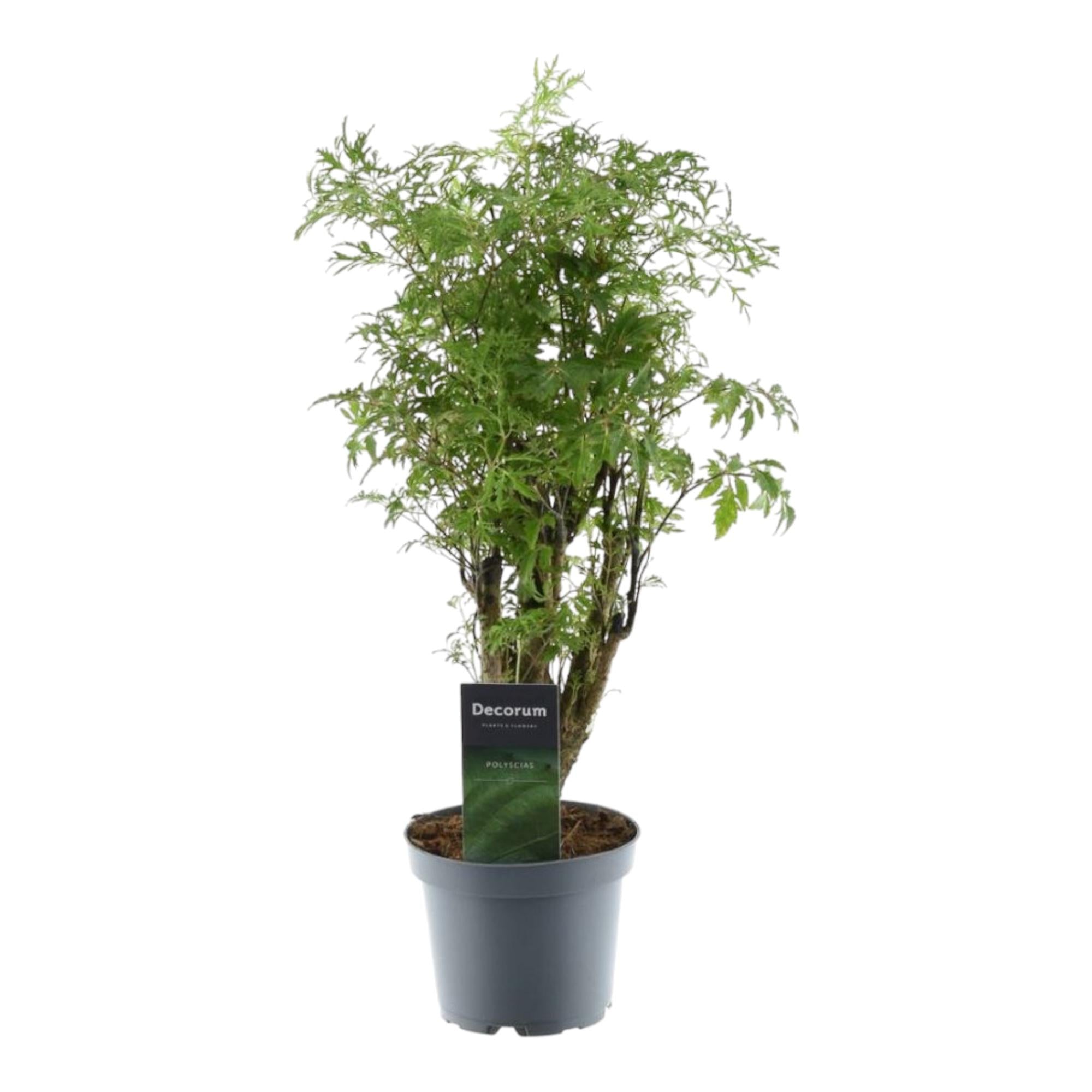 Polyscias Hawaiiana Ming 45cm – Ø12cm – Zimmerpflanze mit dichtem, tiefgrünem Blattwerk – Pflegeleicht & ideal für Wohnzimmer, Büro & Innenräume – Plant