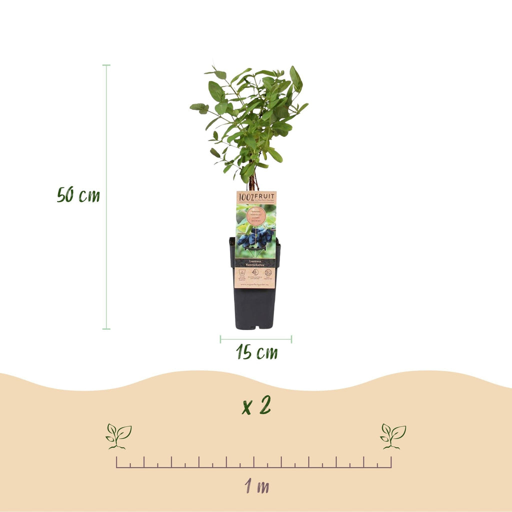Lonicera caerulea Kamchatika – 2 Pflanzen 15cm – ca. 50cm hoch – Honigbeere / Blaue Geißblatt – Beere – Obstpflanze mit essbaren Früchten – Plant