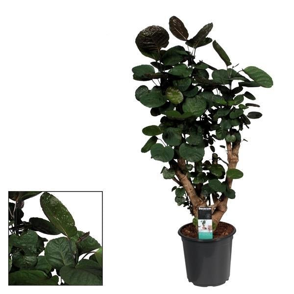 Polyscias Fabian – Zimmerpflanze – Ø21cm – ↕95cm Höhe – Großblättriges, tropisches Laub – Pflegeleicht & dekorativ – Plant