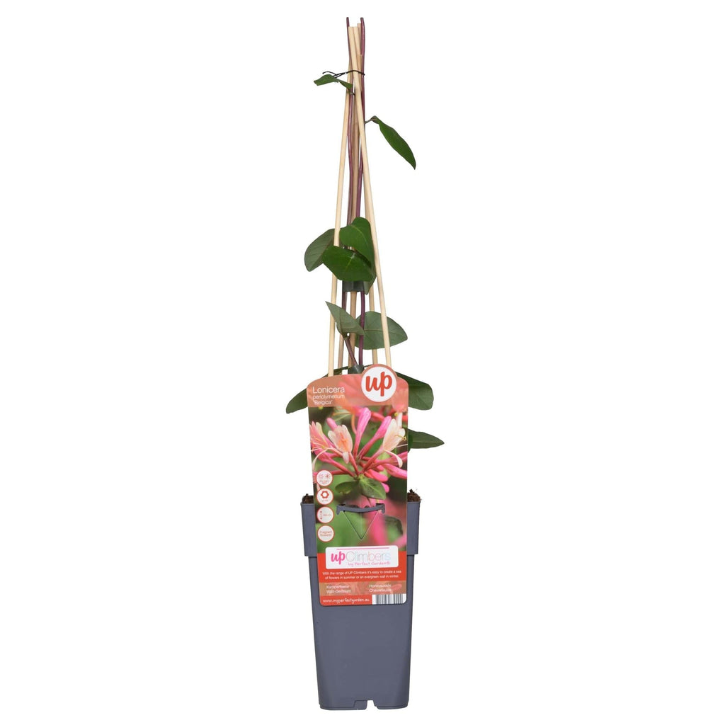Waldgeißblatt – Lonicera periclymenum ‘Belgica’ – Ø15cm x ↕65cm – Stark duftende Kletterpflanze mit rot – weißen Blüten – Pflegeleicht & winterhart – Plant