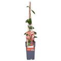 Waldgeißblatt – Lonicera periclymenum ‘Belgica’ – Ø15cm x ↕65cm – Stark duftende Kletterpflanze mit rot – weißen Blüten – Pflegeleicht & winterhart – Plant