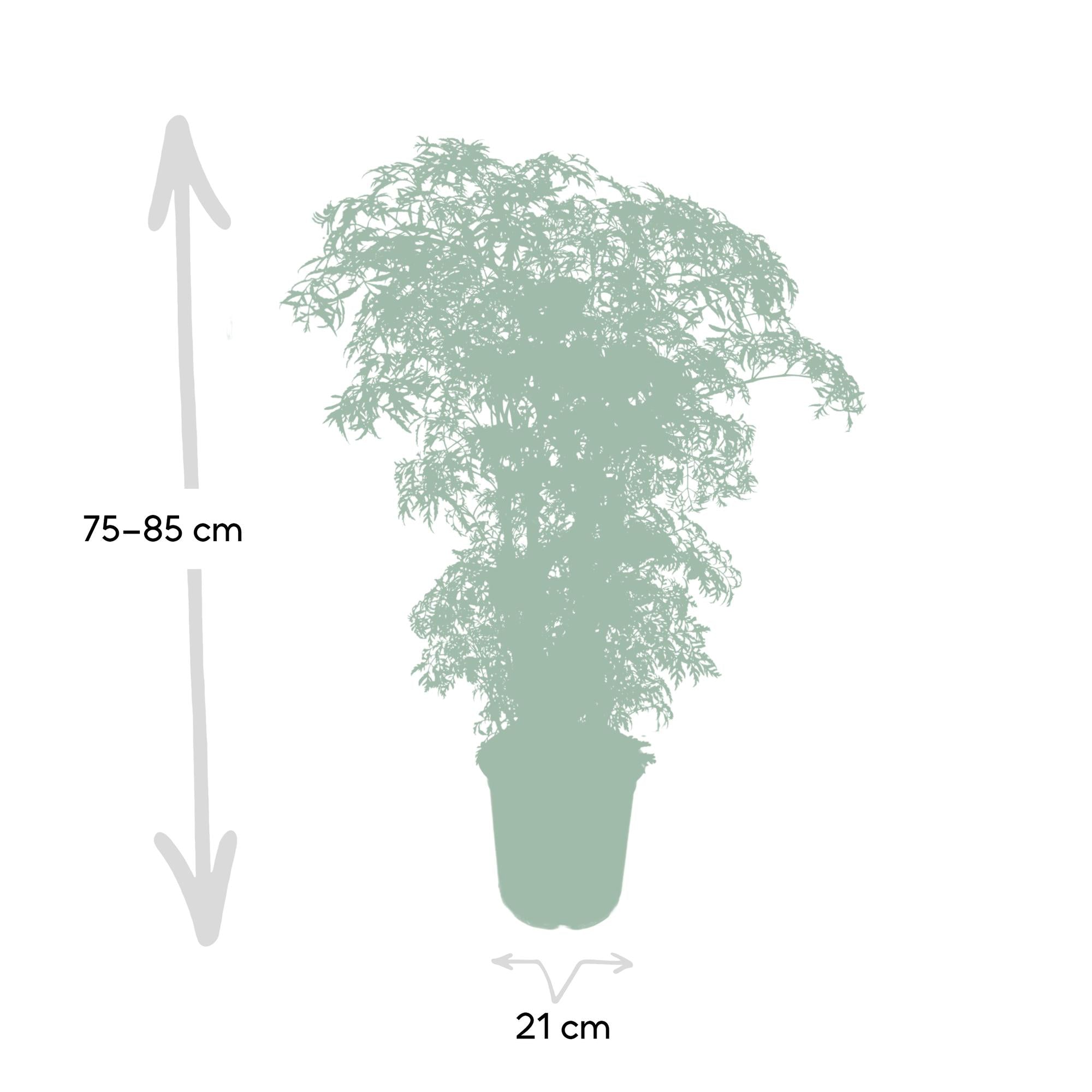 Polyscias Fruticosa – Aralia Zimmerpflanze – Ø21cm – ↕75cm – Tropische Grünpflanze mit feinem, filigranen Laub – Pflegeleicht & luftreinigend – Plant
