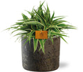 Grünlilie – Chlorophytum Ocean – Zimmerpflanze – Ø15cm – ↕25cm inkl. Übertopf – Braun – Plant