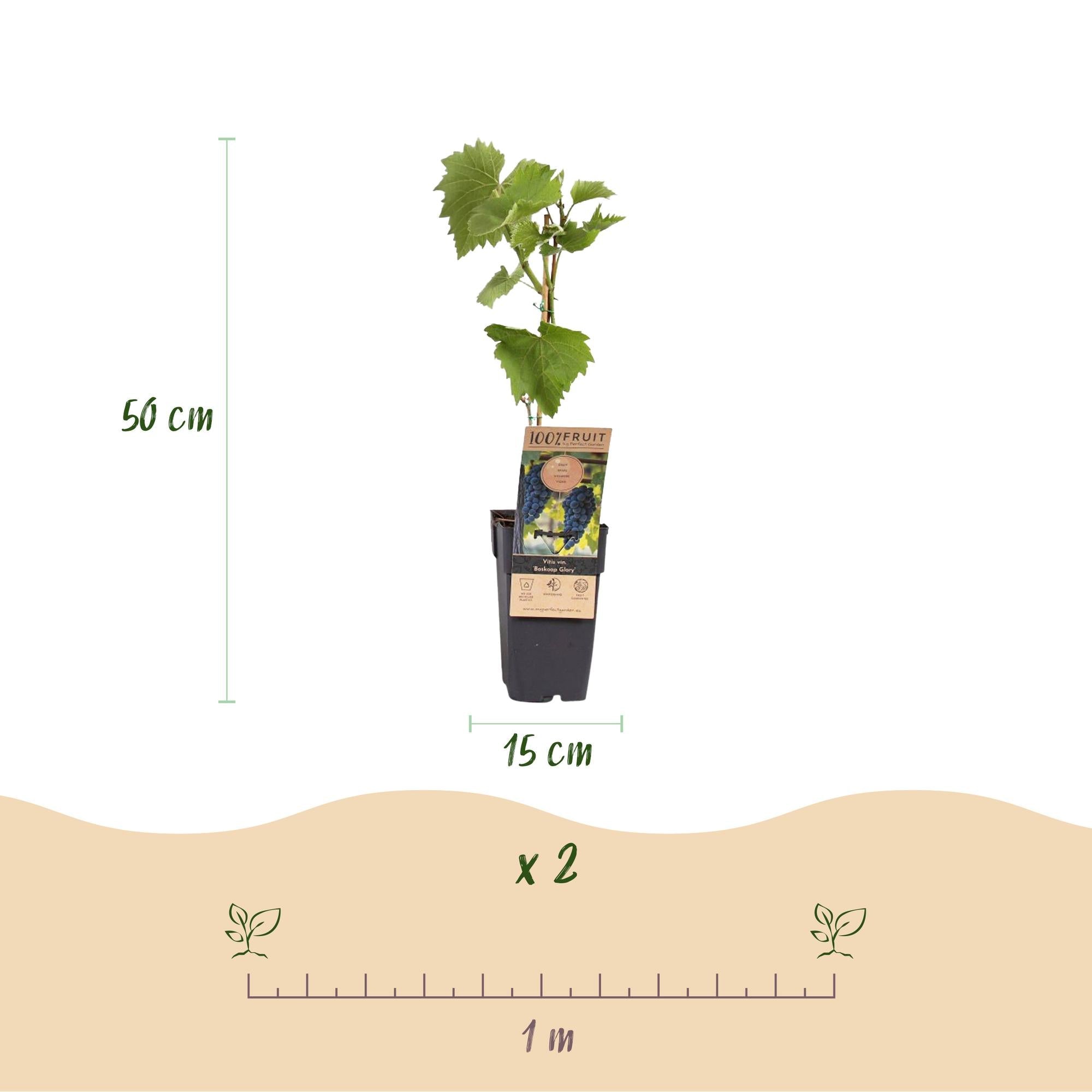 Weinrebe Vitis vinifera Boskoop Glory – Blaue Traube – 2 Pflanzen – Obstpflanze – 15cm – Höhe 50cm – Plant