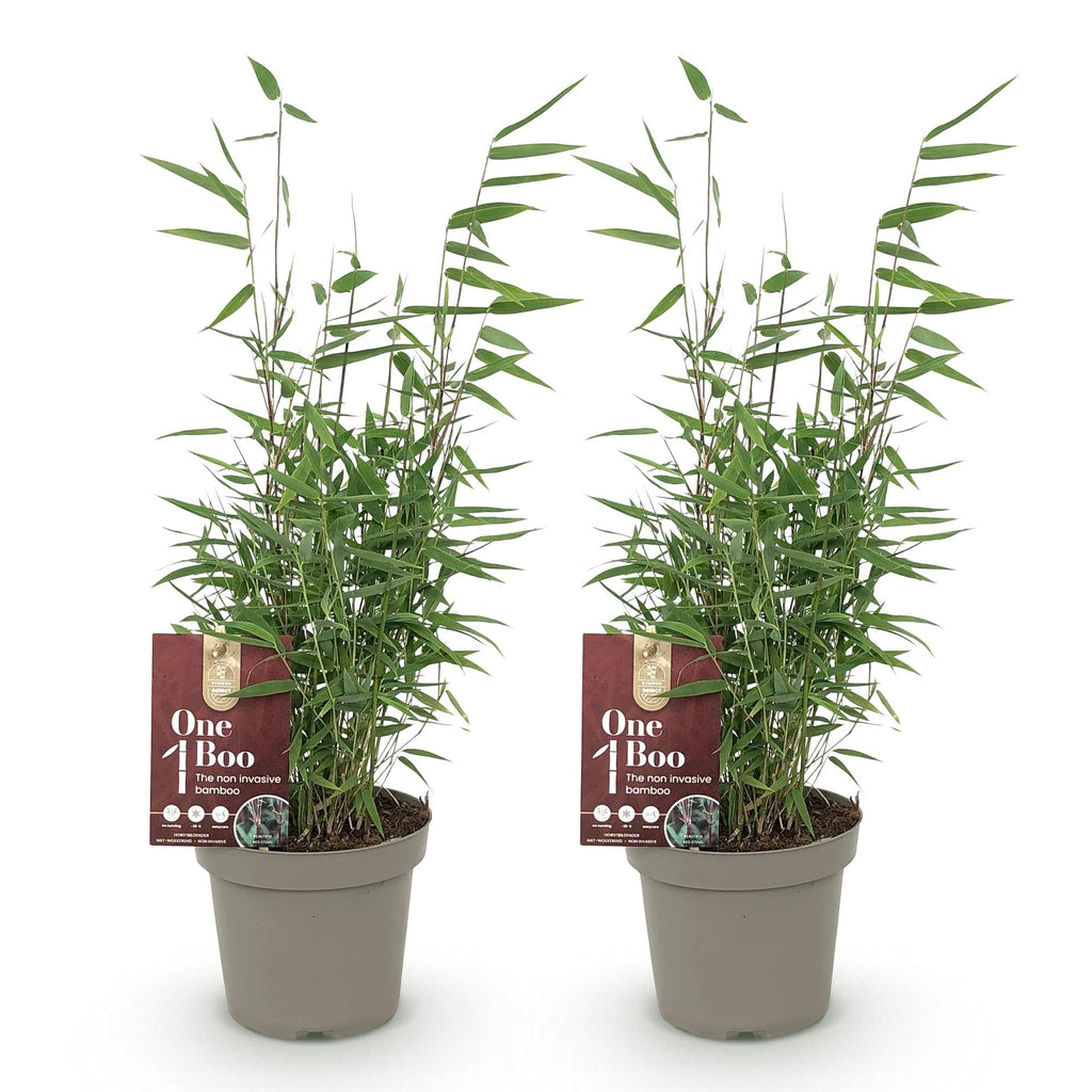 Bambus Fargesia Red Dragon – Immergrün – Nicht ausbreitend – Mit roten Stängeln – Für Hecke, Garten & Terrasse – Ø14cm Höhe ca. 35cm – Plant