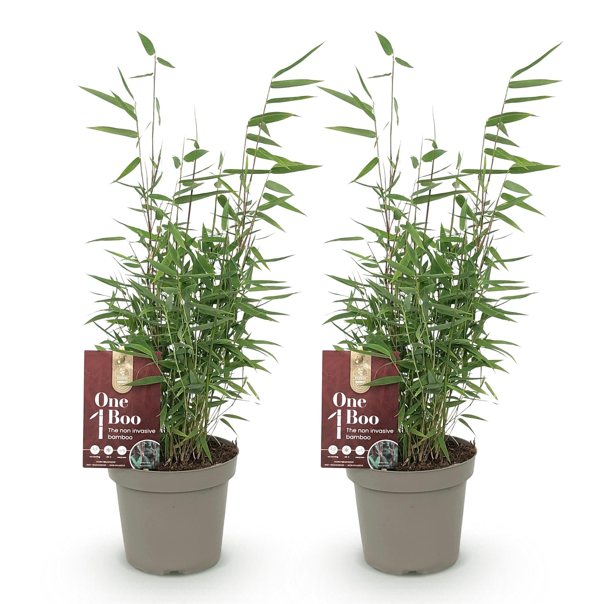 Bambus Fargesia Red Dragon – Immergrün – Nicht ausbreitend – Mit roten Stängeln – Für Hecke, Garten & Terrasse – Ø14cm Höhe ca. 35cm – Plant