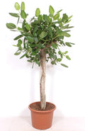 Ficus Benghalensis – 200cm – Große Zimmerpflanze für Wohnzimmer & Büro – Pflegeleichte tropische Grünpflanze – Luftreinigend – Ideal für Wohnräume – Plant