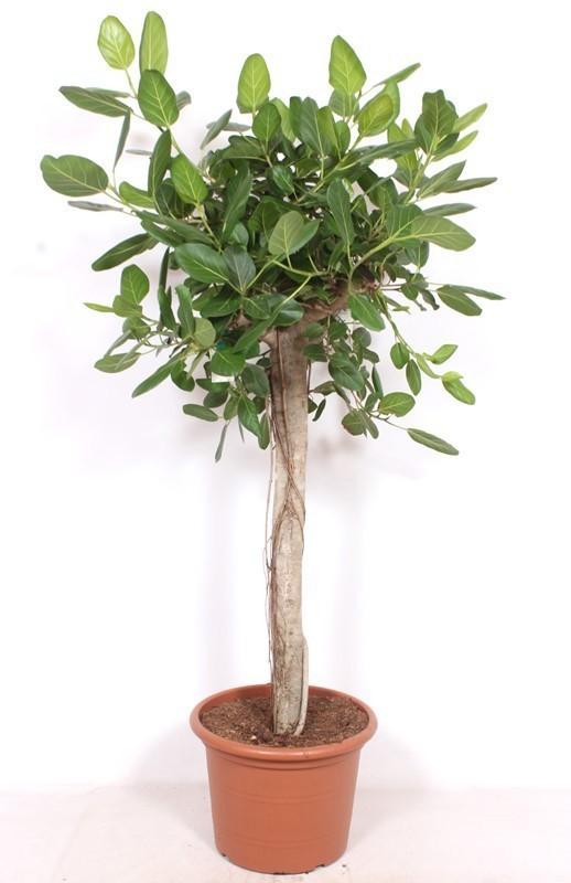 Ficus Benghalensis – 200cm – Große Zimmerpflanze für Wohnzimmer & Büro – Pflegeleichte tropische Grünpflanze – Luftreinigend – Ideal für Wohnräume – Plant