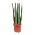 Schwiegermutterzunge – Sansevieria Straight – Zimmerpflanze – Ø12cm – Ca. 40cm hoch – Pflegeleicht & luftreinigend – Plant