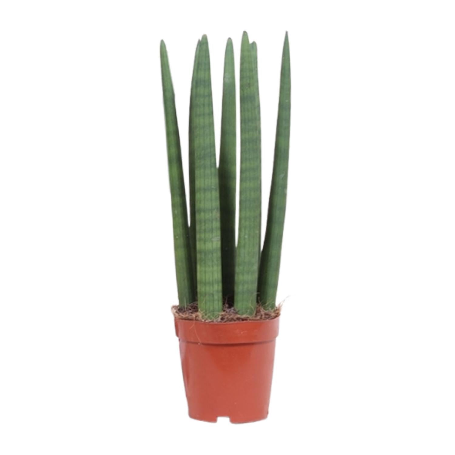 Schwiegermutterzunge – Sansevieria Straight – Zimmerpflanze – Ø12cm – Ca. 40cm hoch – Pflegeleicht & luftreinigend – Plant