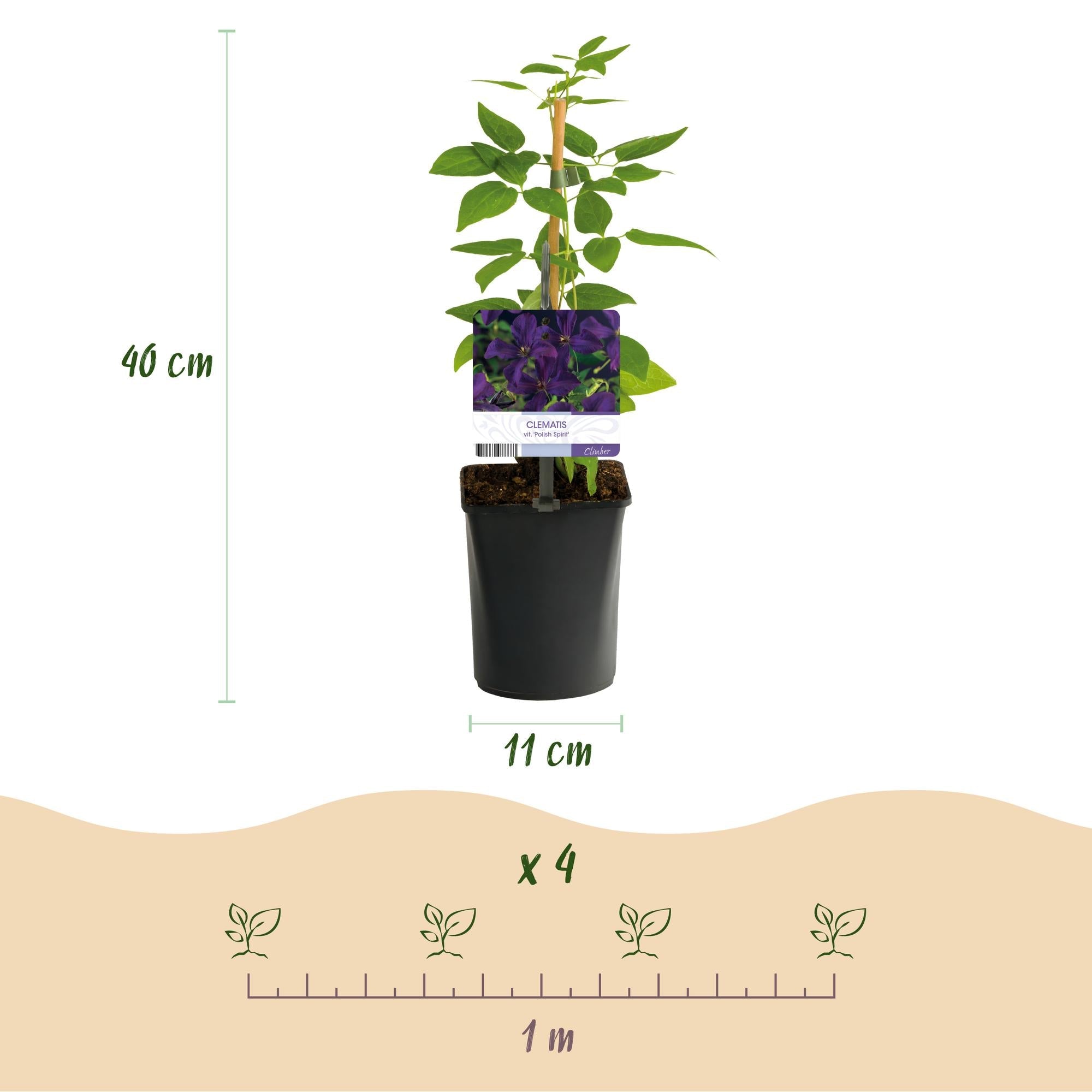 Kletterpflanze Clematis vit. 'Polish Spirit' – Tiefviolette Blüten – 2 Pflanzen – 11cm x H40cm – Bis 3m – Pflegeleicht – Plant