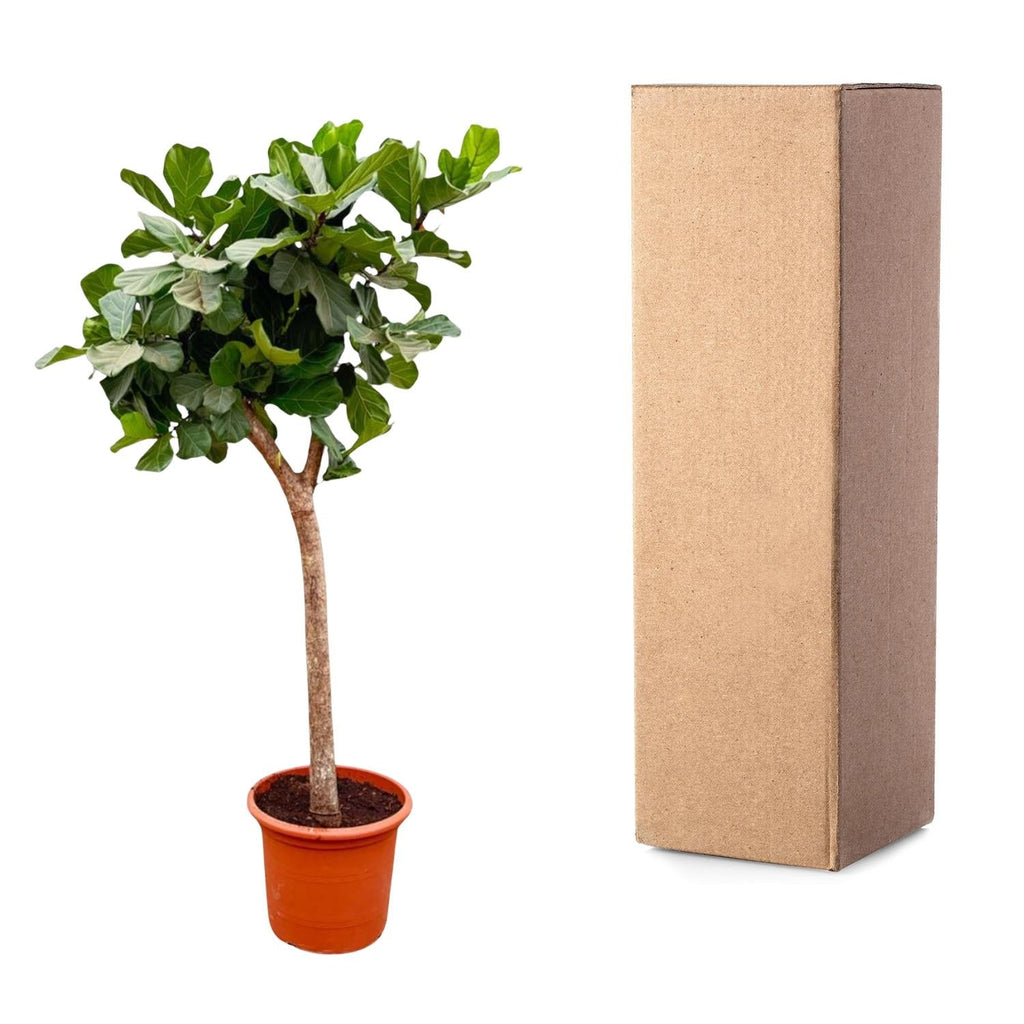 Ficus Lyrata Baum XXL 230cm – Geigenfeige Zimmerpflanze extra groß – Ø40-45cm – große glänzende Blätter – ideal für Wohnzimmer & Büro – Plant