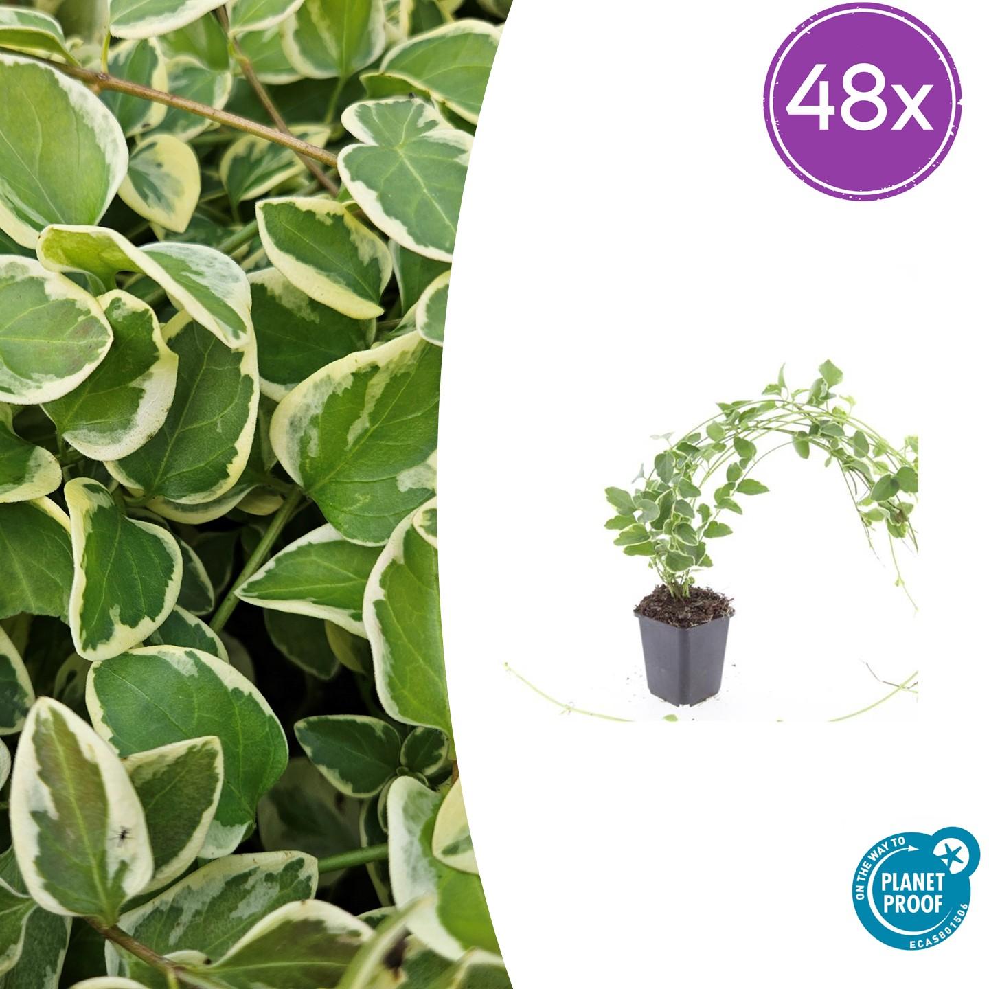 Kleines Immergrün Vinca major 'Variegata' – ↕10-25cm – Ø9cm – Bodendecker – Wintergrün – Schattentauglich – Unterpflanzung – Plant