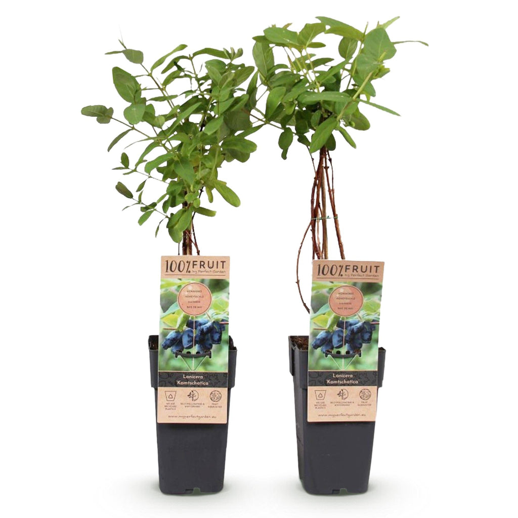 Lonicera caerulea Kamchatika – 2 Pflanzen 15cm – ca. 50cm hoch – Honigbeere / Blaue Geißblatt – Beere – Obstpflanze mit essbaren Früchten – Plant