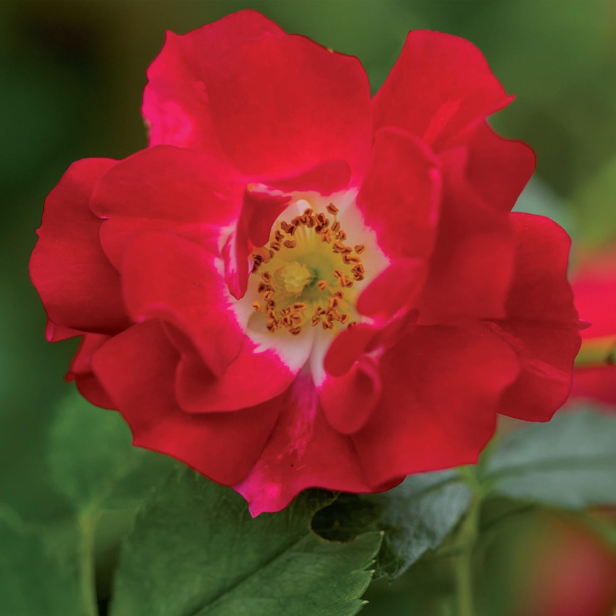 Kletterrose – Rosa Red Queen – Rote Blüten – Stark duftend – 2 Pflanzen – 11cm – Höhe 40cm – Geringer Pflegeaufwand – Plant