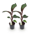 Bananenpflanze Ensete ventricosum Maurelli – Winterhart – Obstpflanze – Ø17cm, Höhe ca. 40cm – Plant