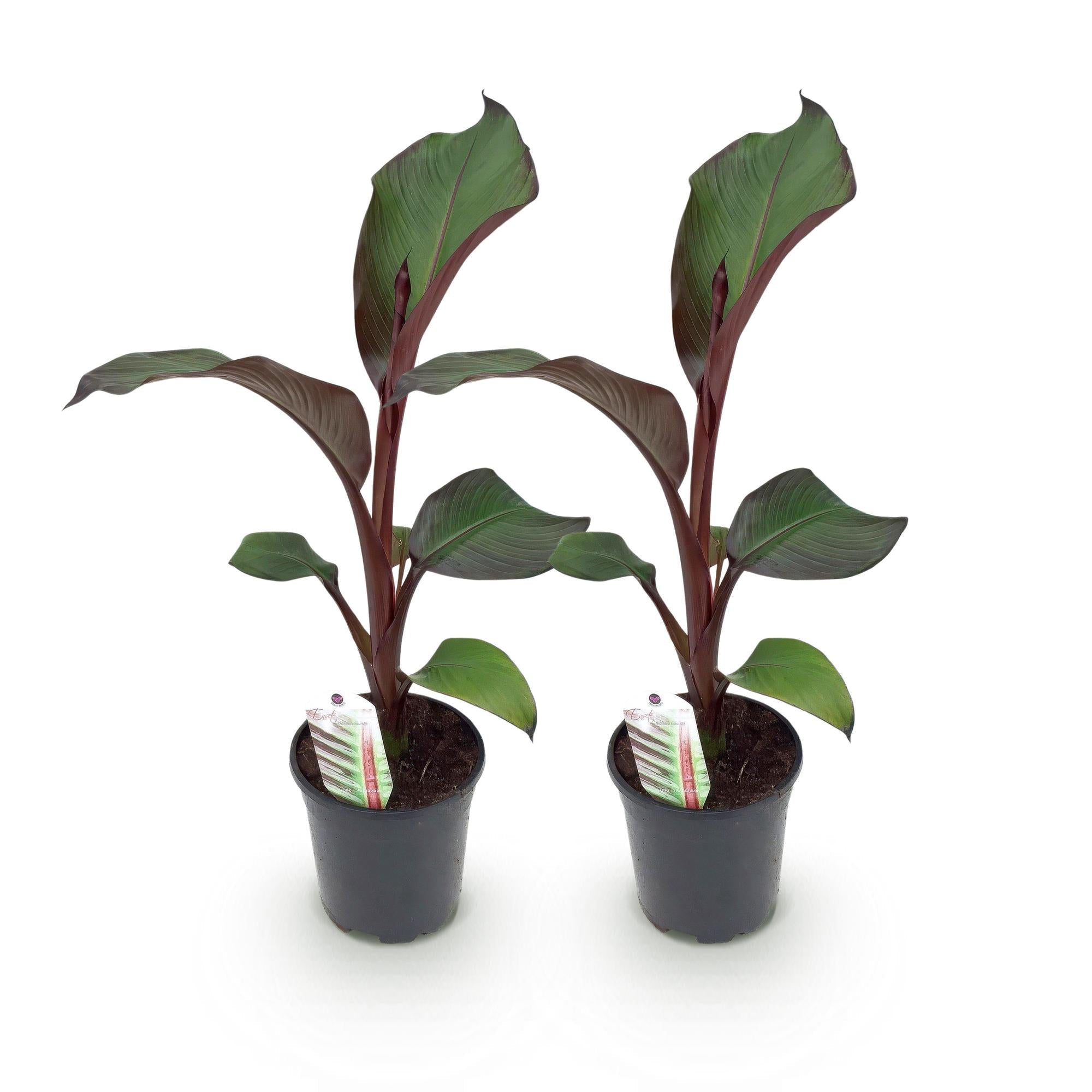 Bananenpflanze Ensete ventricosum Maurelli – Winterhart – Obstpflanze – Ø17cm, Höhe ca. 40cm – Plant