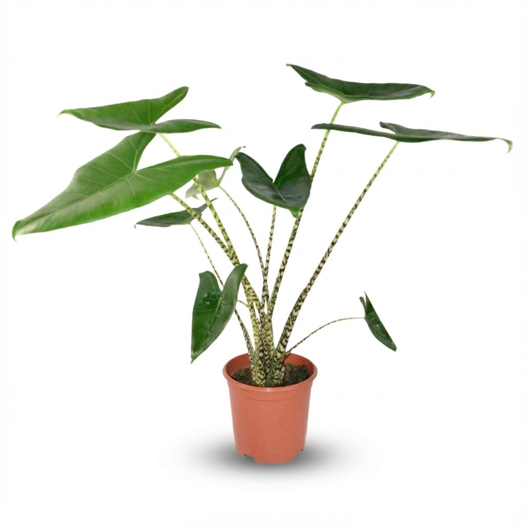 Pfeilblatt Alocasia Zebrina Ø21cm Höhe 70-75cm – Elefantenohr mit gestreiften Stielen – Exotische Zimmerpflanze für Wohnraum & Büro – Plant