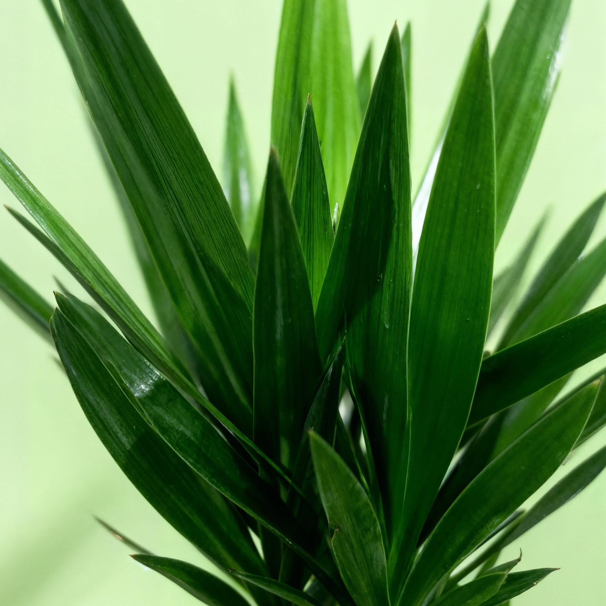 Palmlilie Yucca Elephantipes – 140cm – 24cm – Pflegeleichte Palmlilie mit schmalen, grünen Blättern – Plant
