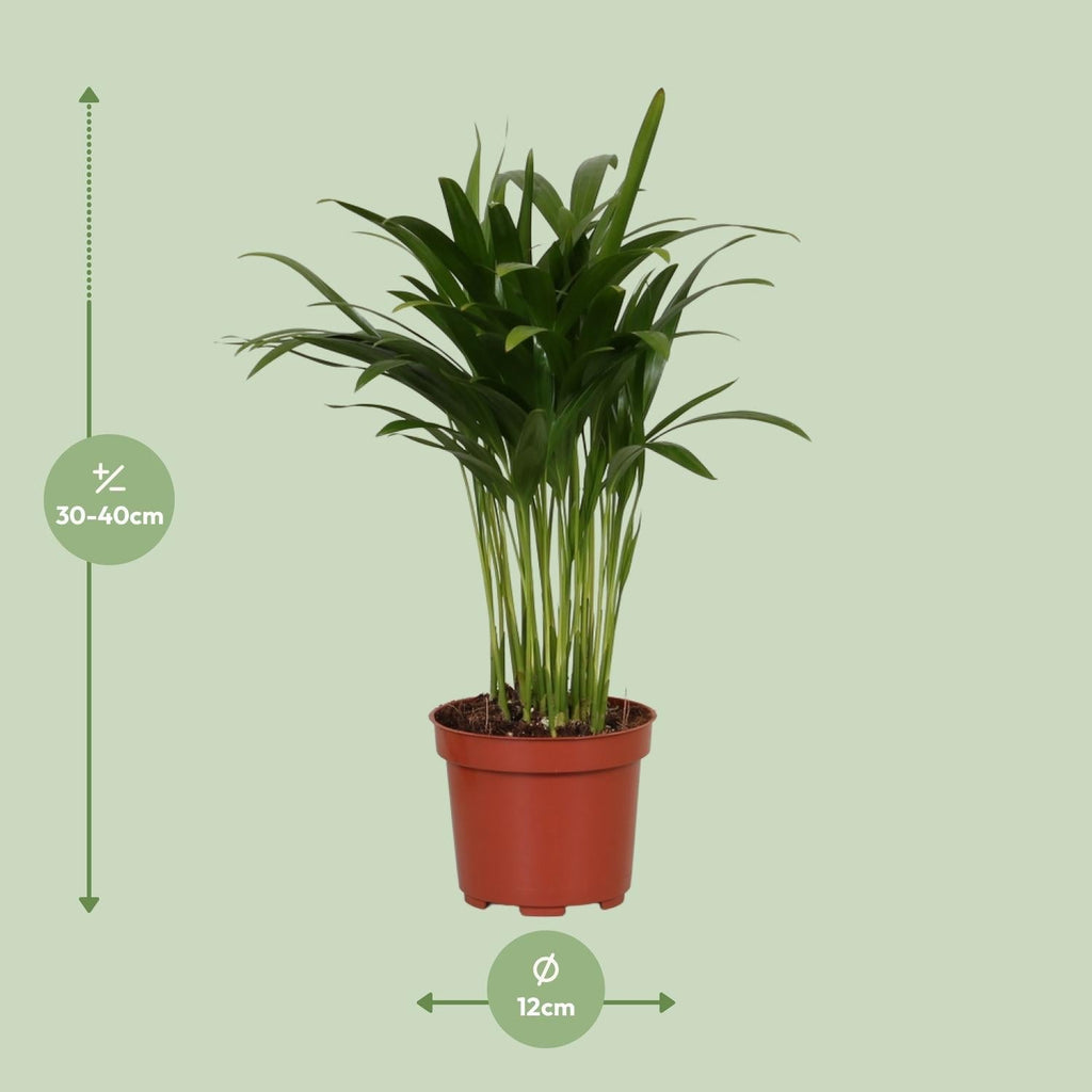 Areca Catechu – Tropische Goldpalme für Innenräume – 35cm Ø12cm – Pflegeleichte Zimmerpflanze mit eleganten Wedeln – Plant