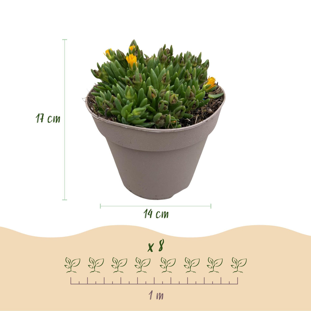 Delosperma Mix – 4 winterharte Bodendeckerpflanzen – Farben Rot, Gelb, Lila & Rosa – Pflegeleichte Blühpflanzen 14cm – 17cm Höhe – Für Beet, Balkon & Terrasse – Plant