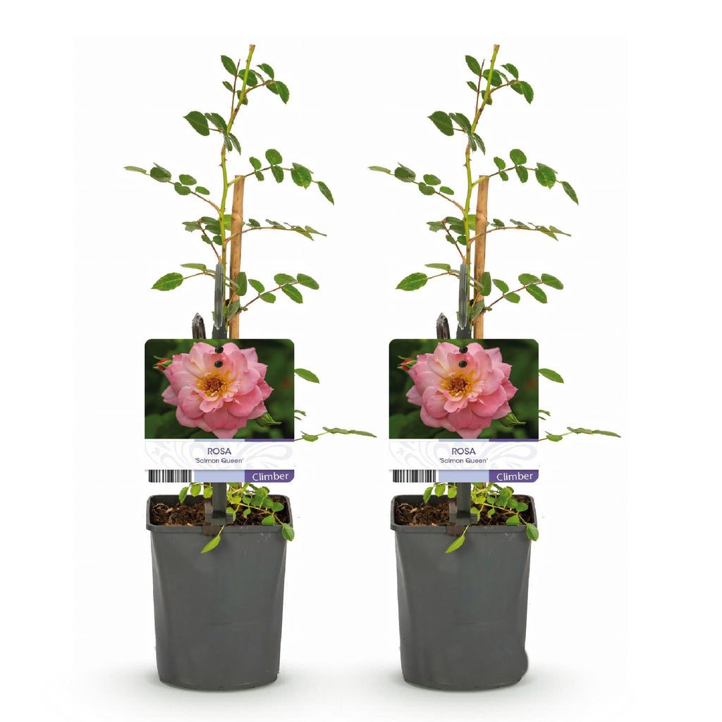 Kletterrose – Rosa Salmon Queen – Lachsrosa Blüten – 2 Pflanzen – 11cm – Höhe 40cm – Duftend & pflegeleicht – Blüte Juni bis Oktober – Plant