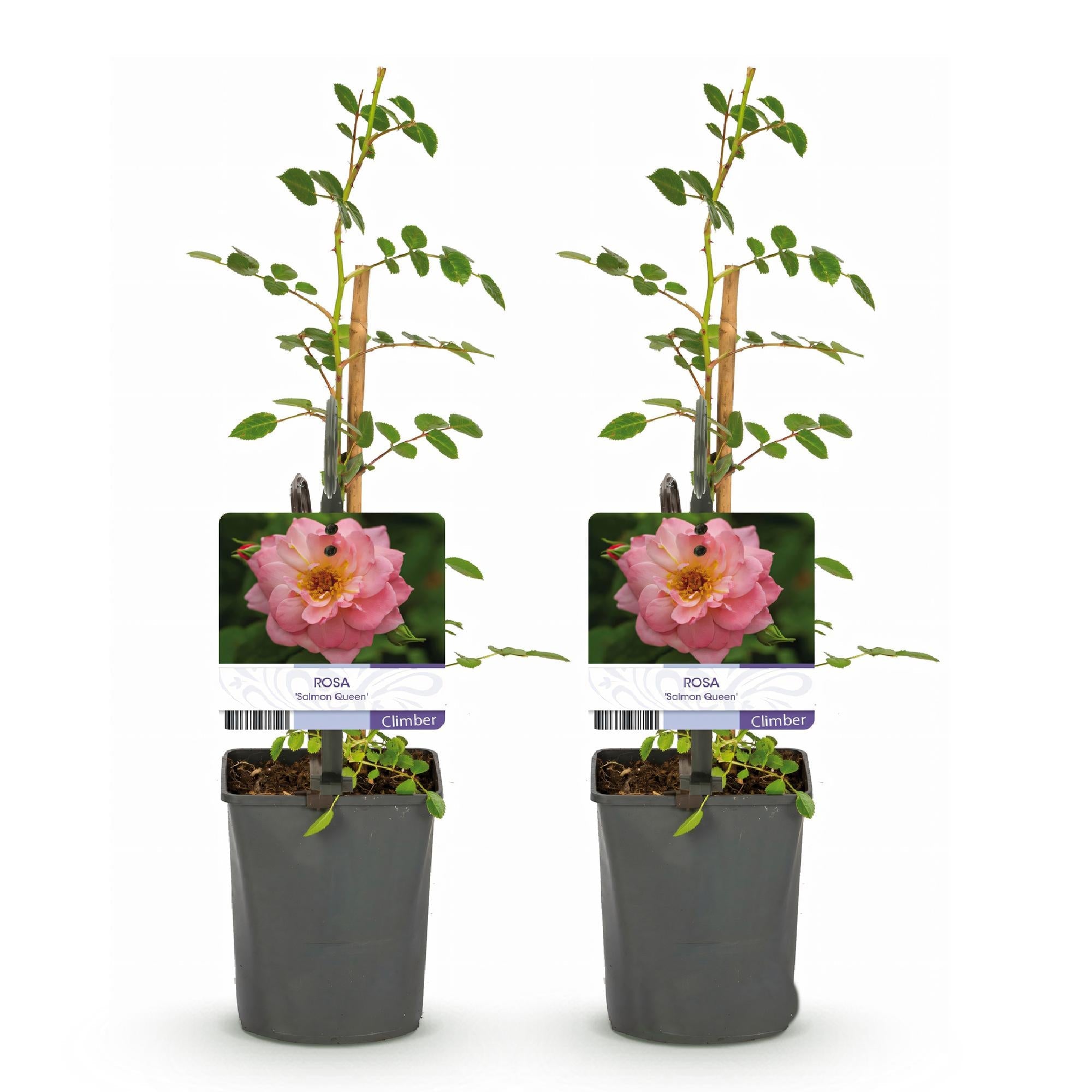 Kletterrose – Rosa Salmon Queen – Lachsrosa Blüten – 2 Pflanzen – 11cm – Höhe 40cm – Duftend & pflegeleicht – Blüte Juni bis Oktober – Plant