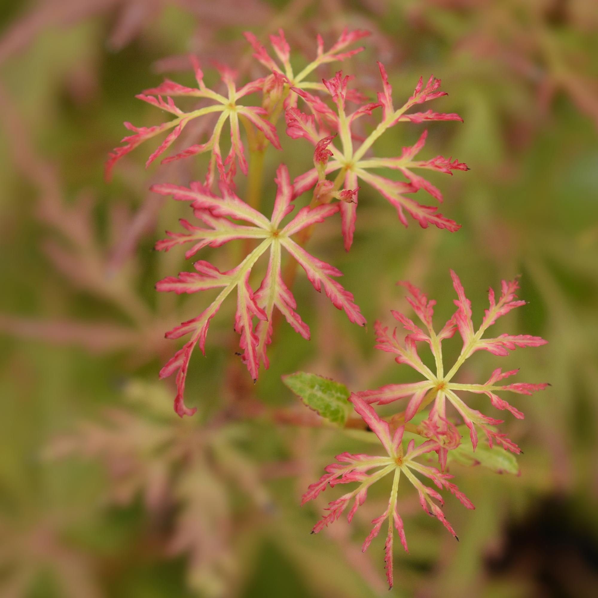 Ahorn Acer palmatum Seiryu – 12cm – Höhe ca. 35cm – Filigranes grünes Laub & leuchtende Herbstfarben – Laubabwerfender pflegeleichter Zierstrauch – Plant