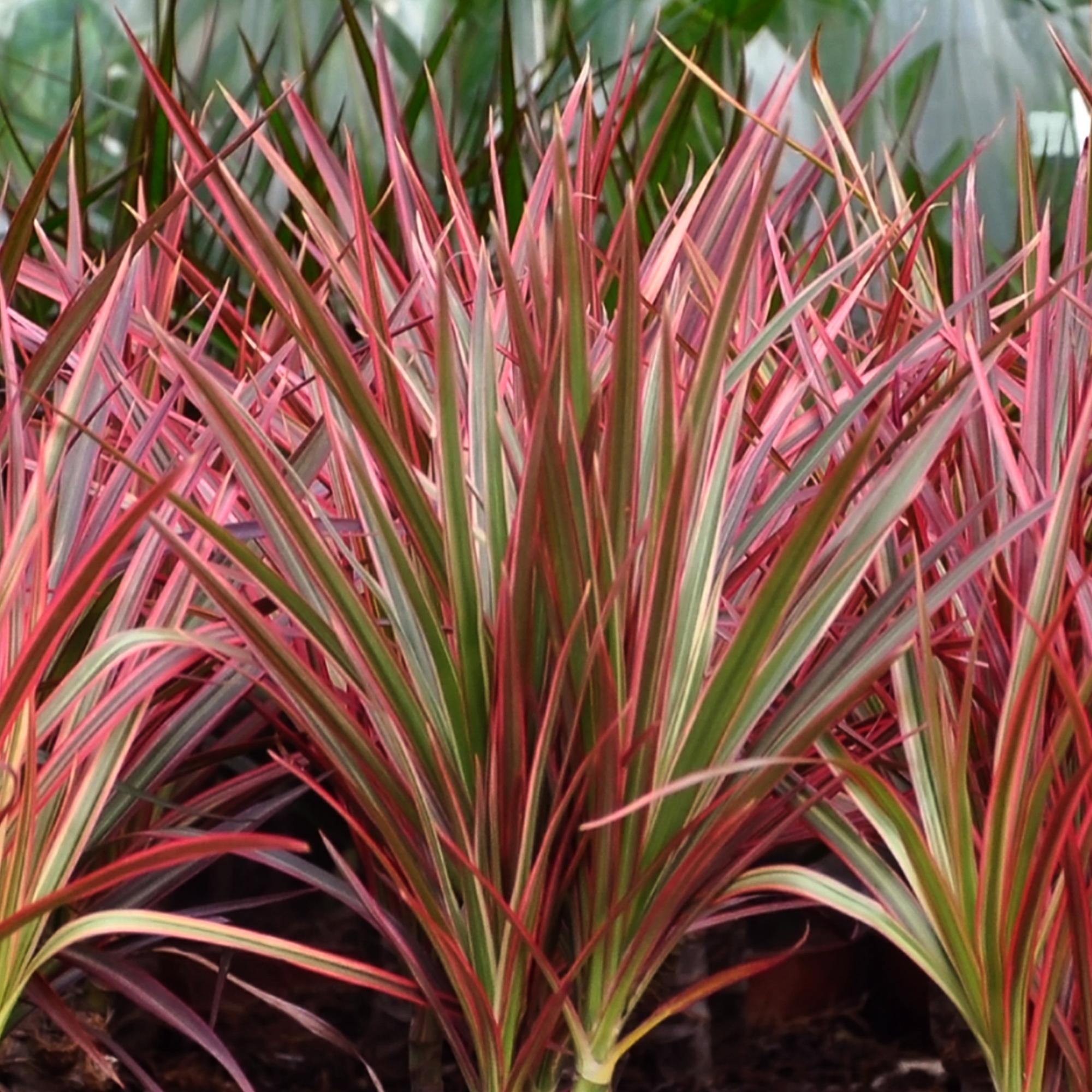 Dracaena Magenta – 90-100cm – 21cm inkl. Naturkorb – Pflegeleichter Drachenbaum – Tiefrote Stängel & grün – magenta Blattwerk – Plant
