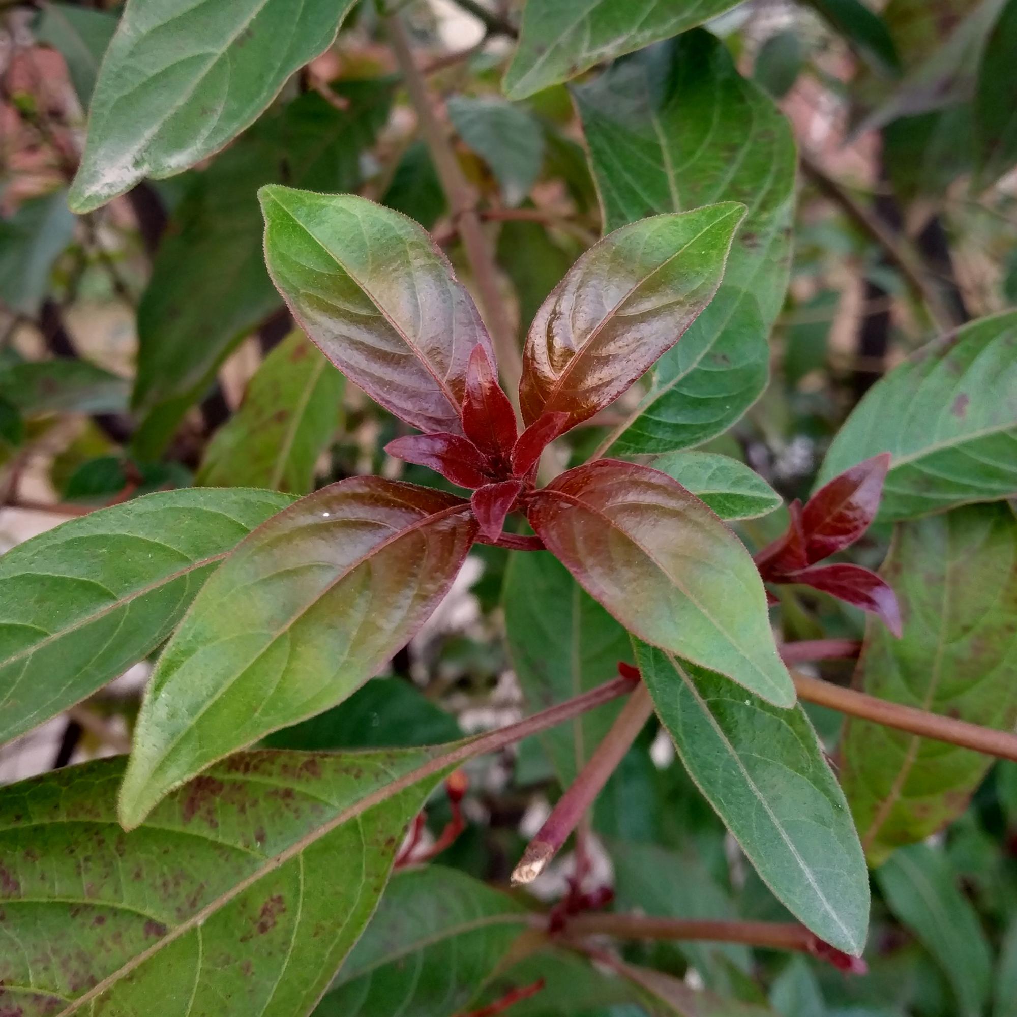 Cornus alba 'Kesselringii' – Schwarzholz – Hartriegel – Zierstrauch 17cm – ca. 45cm hoch – Pflegeleicht & winterhart – Für Hecke & Beet – Plant