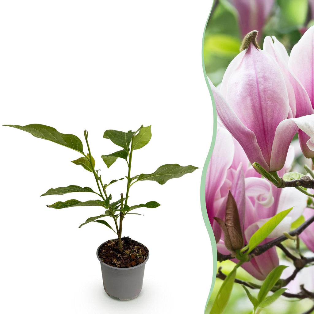 Magnolia George Henry Kern – 12cm – Höhe ca. 30cm – Rosa duftende Blüten – Laubabwerfender Zierstrauch – Pflegeleicht für Beet, Balkon & Terrasse – Plant