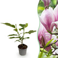 Magnolia George Henry Kern – 12cm – Höhe ca. 30cm – Rosa duftende Blüten – Laubabwerfender Zierstrauch – Pflegeleicht für Beet, Balkon & Terrasse – Plant