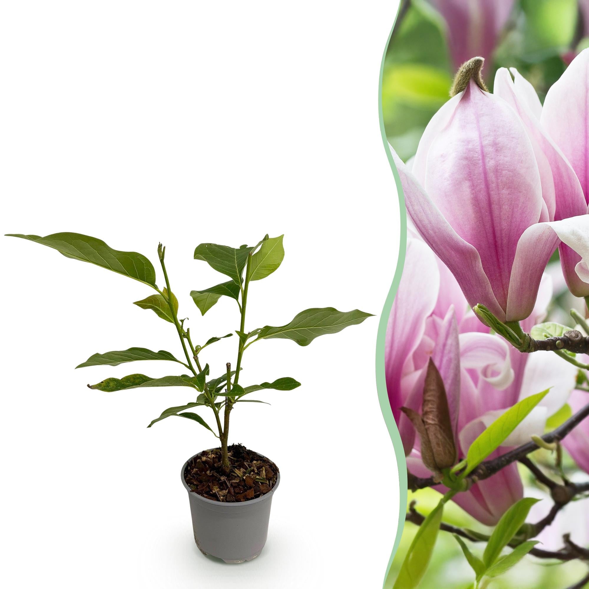 Magnolia George Henry Kern – 12cm – Höhe ca. 30cm – Rosa duftende Blüten – Laubabwerfender Zierstrauch – Pflegeleicht für Beet, Balkon & Terrasse – Plant