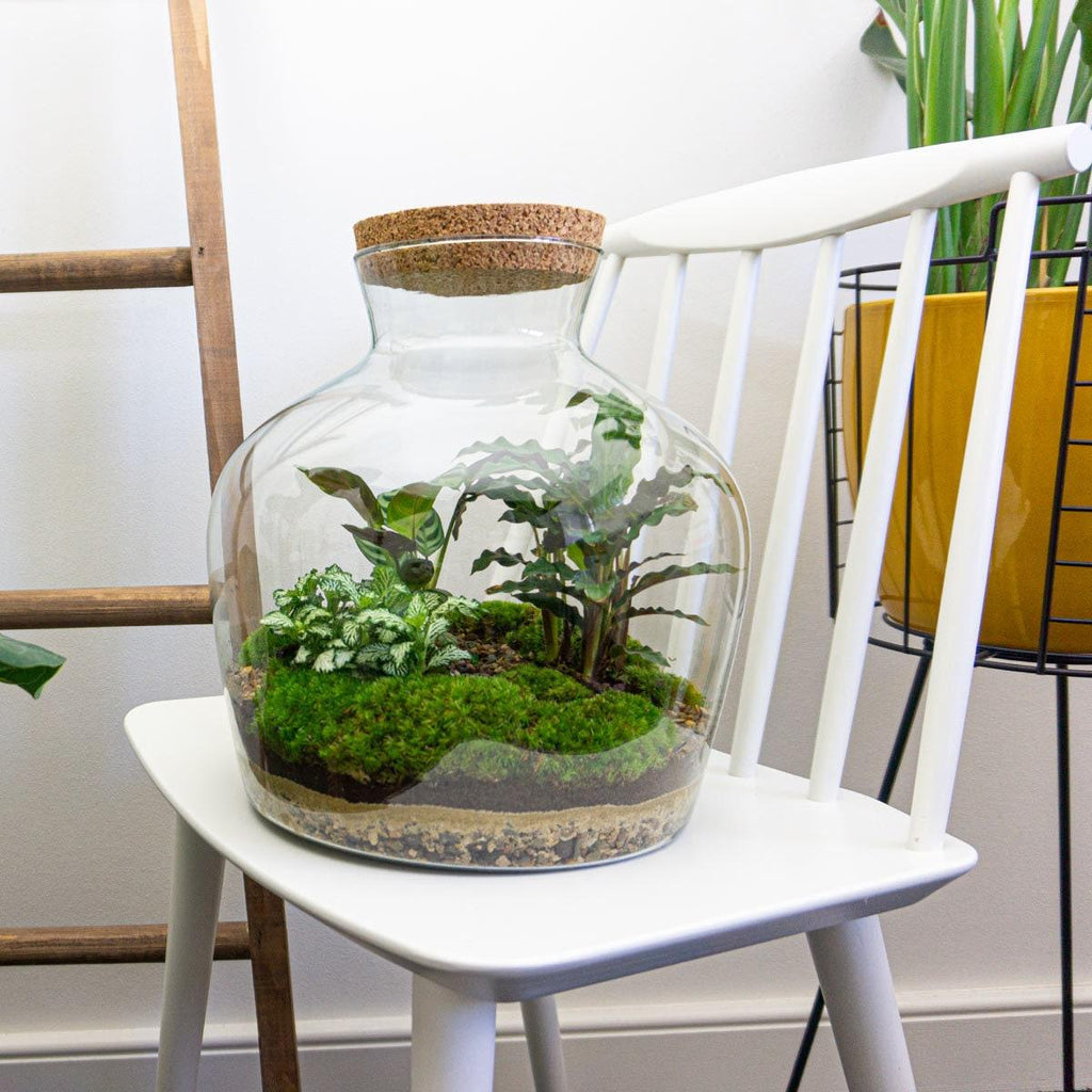 Flaschengarten DIY Bausatz Fat Joe – Terrarium Set mit Pflanzen, Moos & Zubehör – Ø29cm ↕30cm – Selbstversorgendes Pflanzterrarium mit 5 – Schritte – Plant