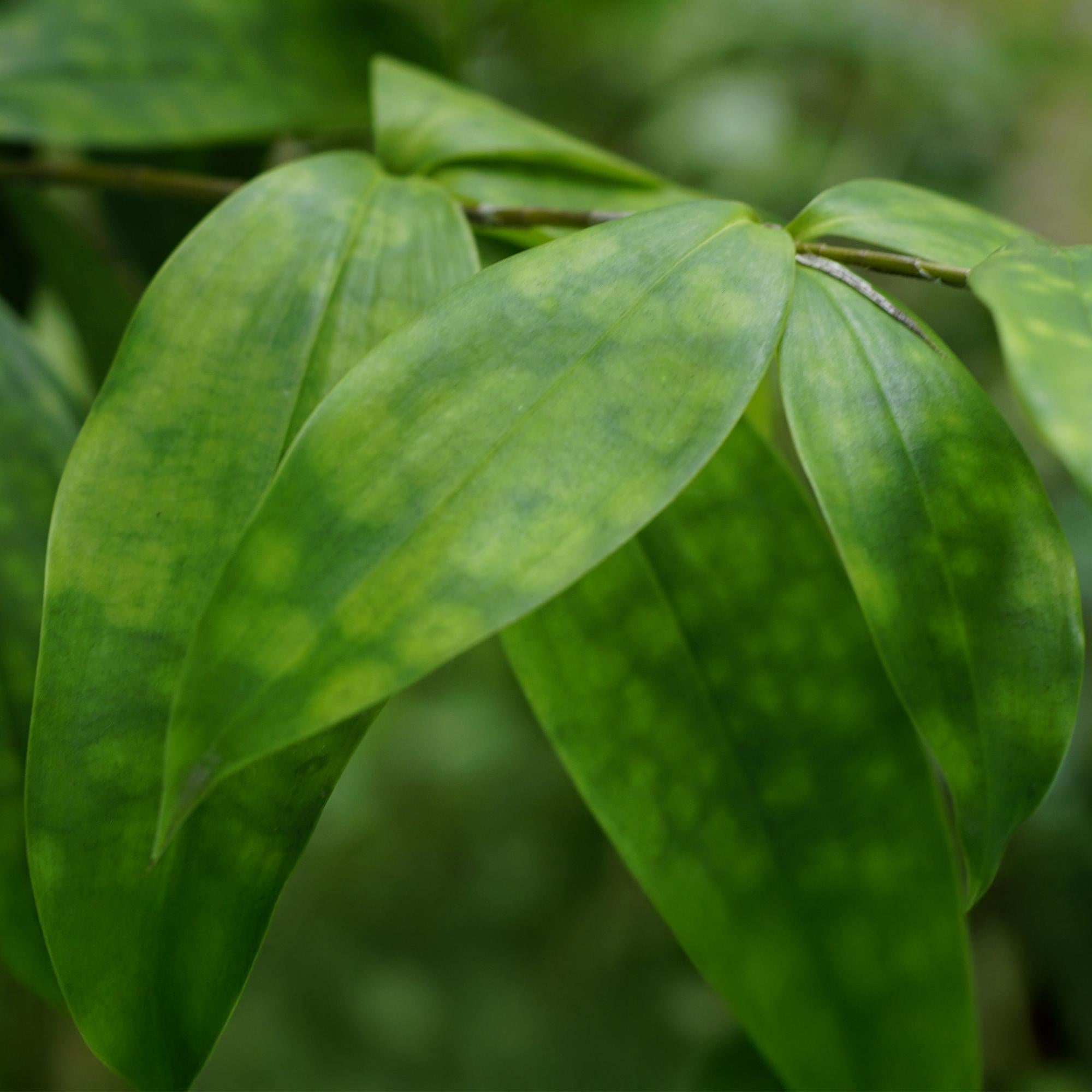 Drachenbaum Dracaena surculosa – Zwei kräftige Pflanzen im dekorativen Korb – 17cm – Höhe 60-70cm – Pflegeleichter Drachenbaum für Innenräume